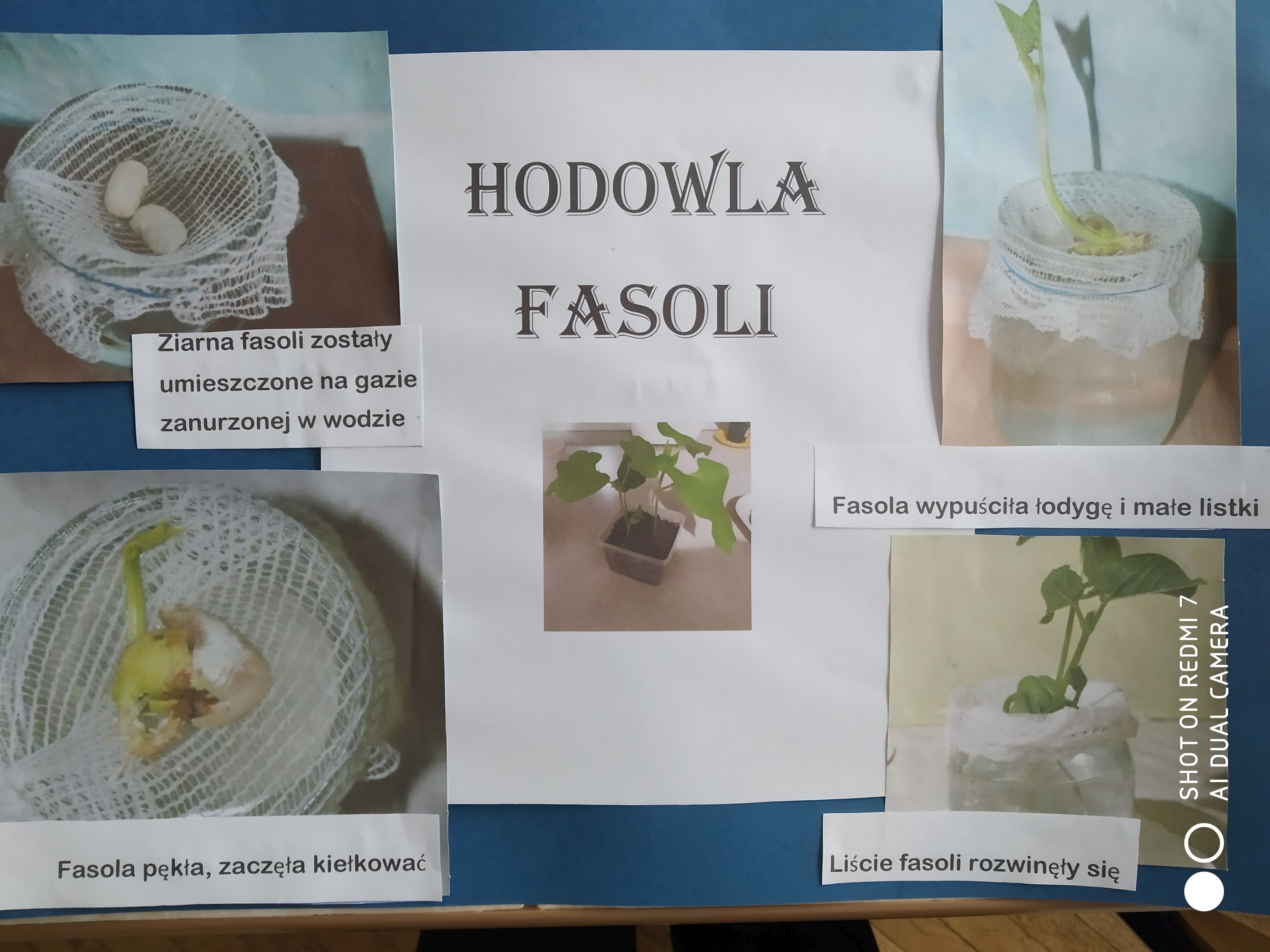 fasola.jpg