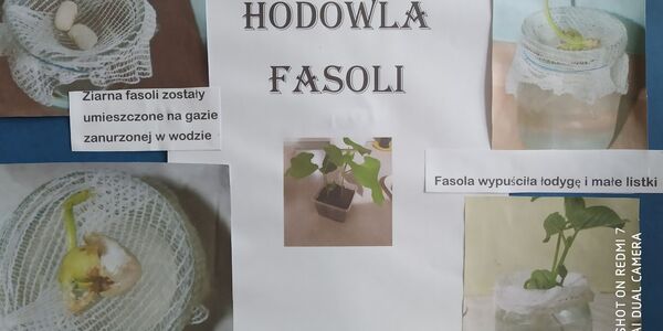 fasola.jpg
