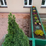 Klomb z roślinami